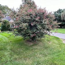 Plant-Health-Care-for-Weeping-Willow-Diseased-Oak-and-Crape-Myrtle-Pruning-in-Queen-Anne-MD 7